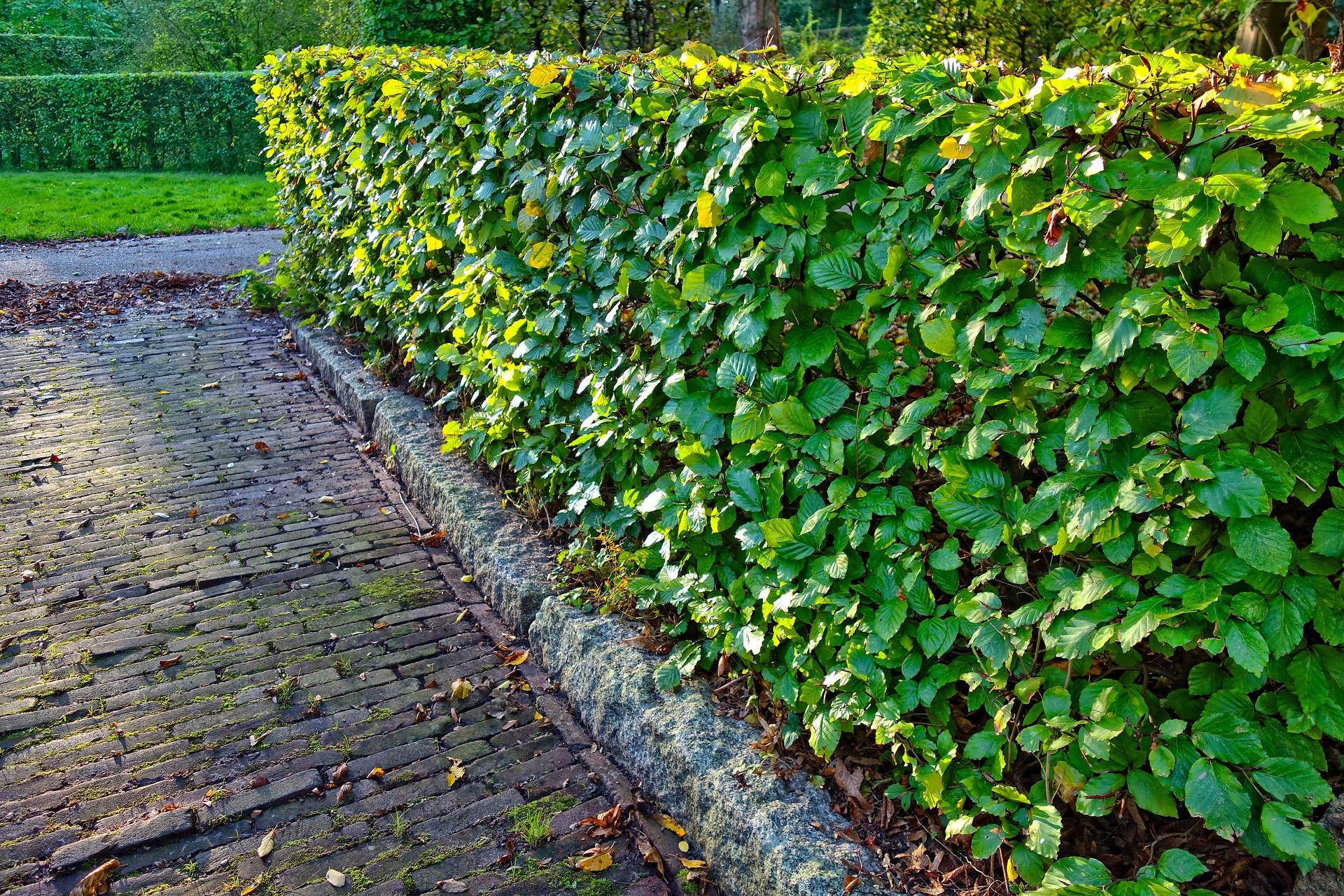 Happy Lemon Tree Service - Happy Lemon Tree Service